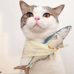 娱乐吃瓜酱桂花猫